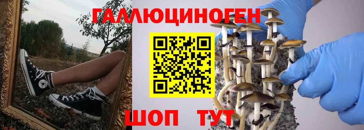 Киселёвск  Псилоцибиновые грибы Cubensis  Вход с VPN  Псилоцибиновые грибы Psilocybine cubensis 